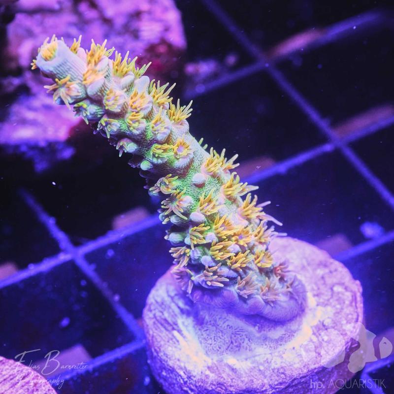 Acropora bigR Walt Disney Original